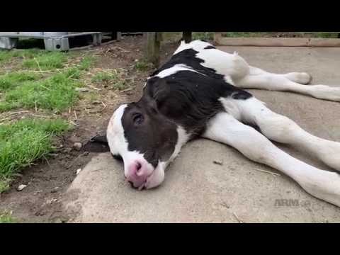 Today the largest undercover dairy investigation in history is being released with video evidence documenting systemic and...