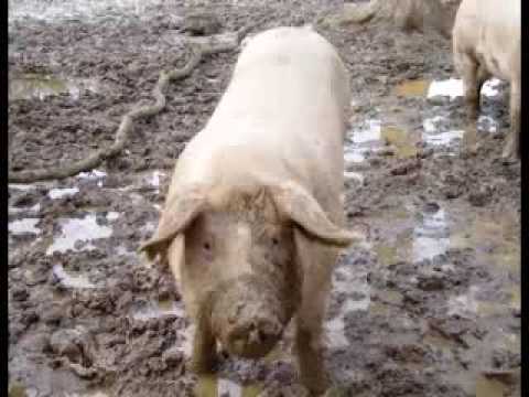 Question: Why is the eating of pork forbidden in Islam? Answer: The fact that consumption of pork is prohibited in Islam i...