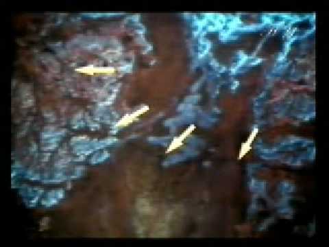 Discovery of ancient Arab city. This is where the 'Ad lived.
Surah al-Fajr 6-8"Don't you see what your Lord did with 'Ad-I...